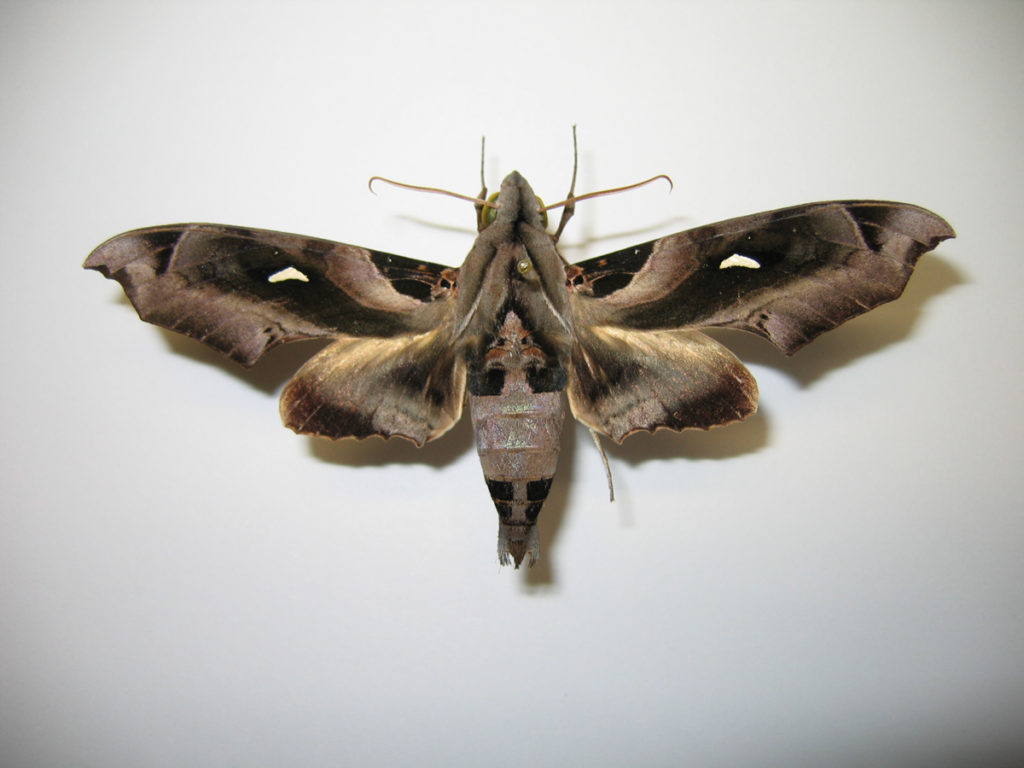 Madoryx plutonius (Sphingidae