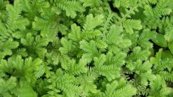 Selaginella - El Faro - Canal de Panamá