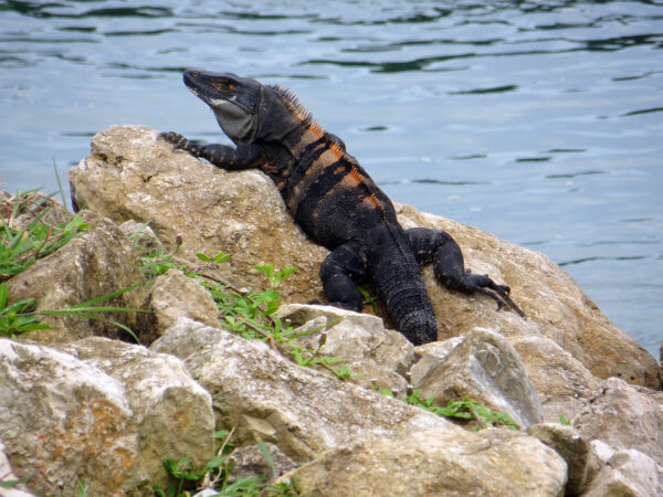 Cachaco - El Faro - Canal de Panamá