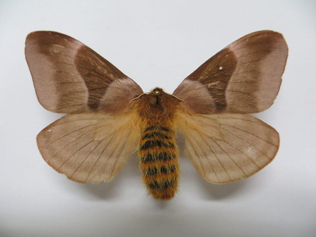 Dirphia avia (Saturniidae)