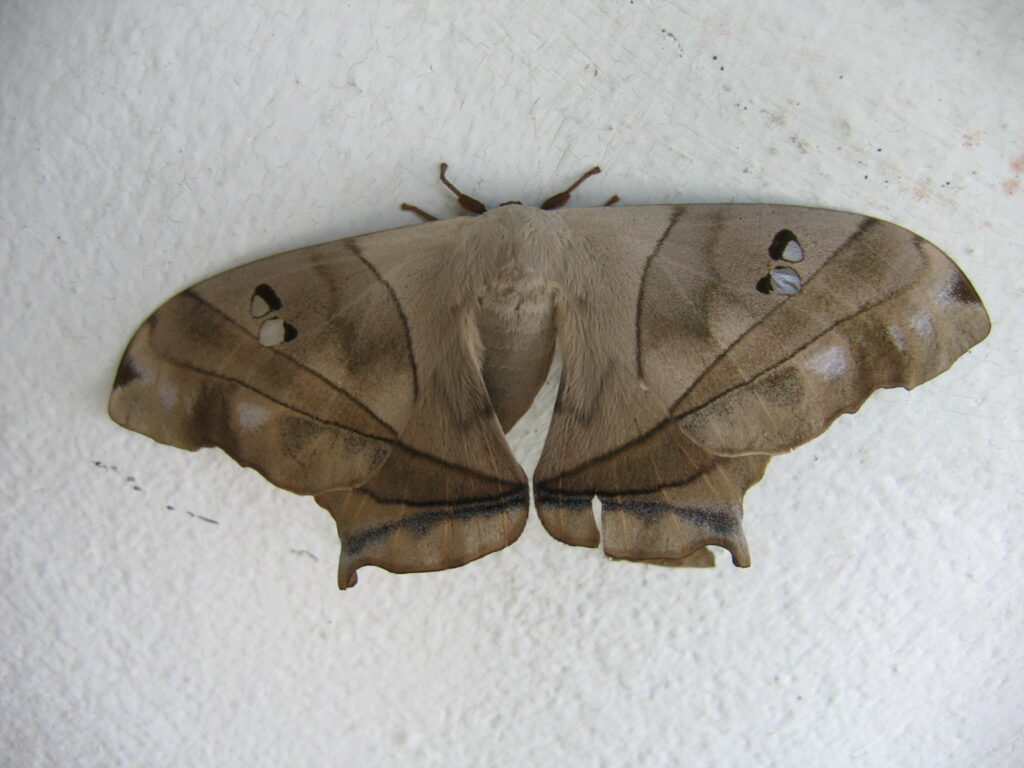 Dysdaemonia boreas (Saturniidae)