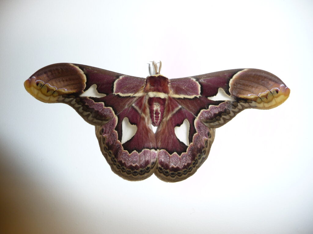 Rothschildia erycina (Saturniidae)