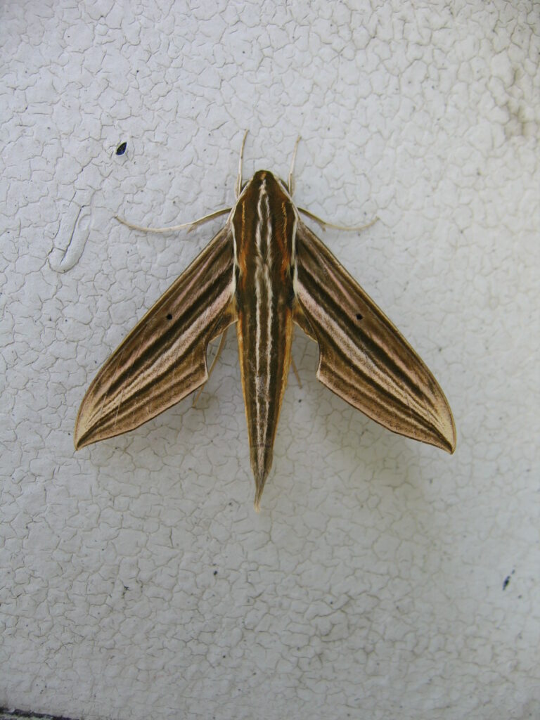 Xylophanes titana (Sphingidae)