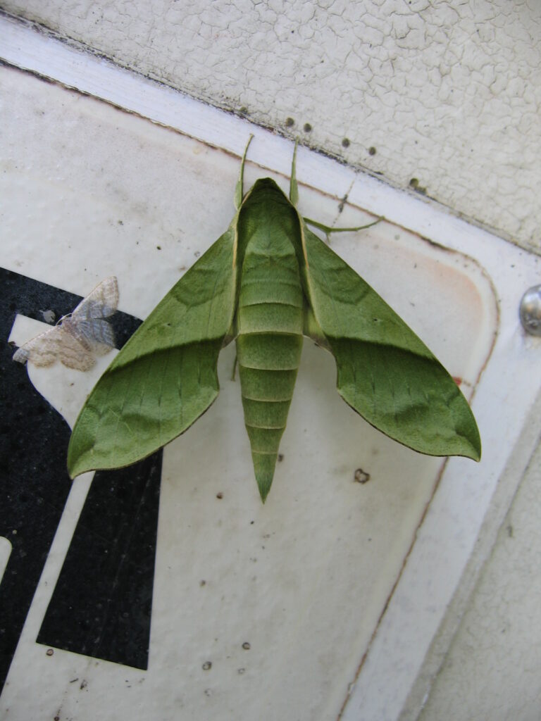 Xylophanes tyndarus (Sphingidae)
