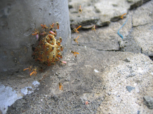 Abeja mimí - El Faro - Canal de Panamá