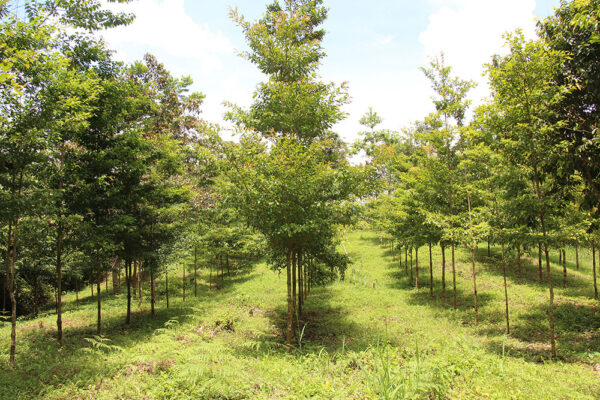 Protección de los recursos naturales, la lucha de todos Protección de los recursos naturales - El Faro - Canal de Panamá