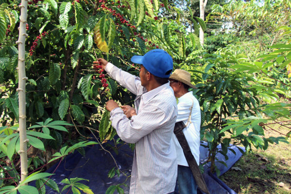 Protección de los recursos naturales, la lucha de todos Protección de los recursos naturales - El Faro - Canal de Panamá