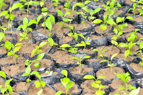 Protección de los recursos naturales - El Faro - Canal de Panamá Protección de los recursos naturales - El Faro - Canal de Panamá