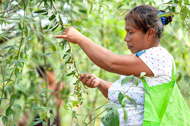 Siembra comunitaria en el corazón de Chilibre - El Faro - Canal de Panamá