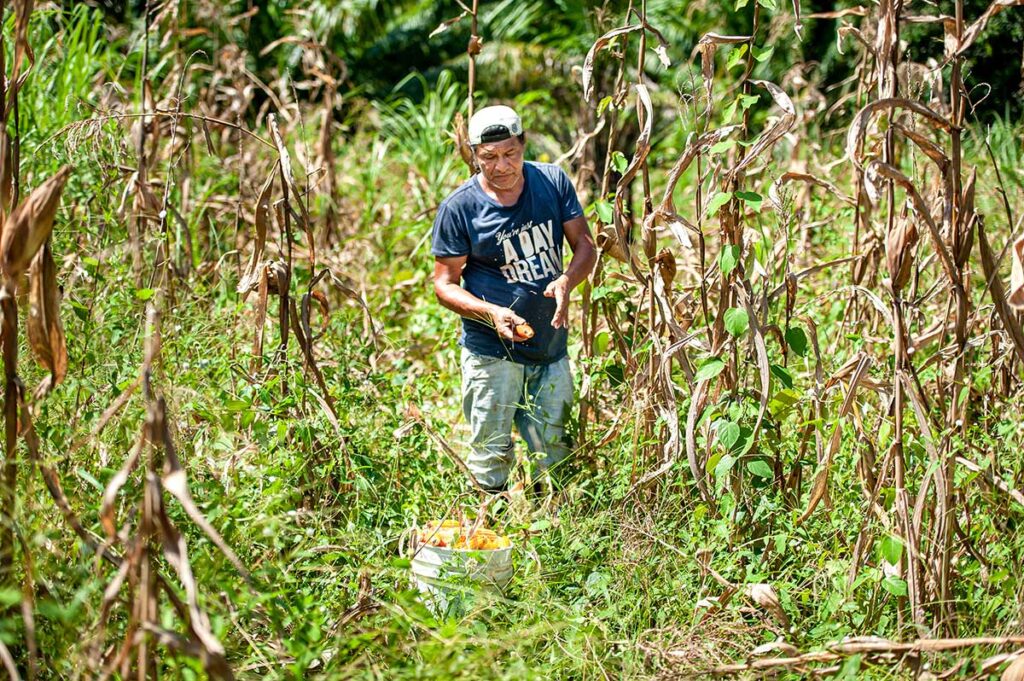 Siembra comunitaria en el corazón de Chilibre - El Faro - Canal de Panamá
