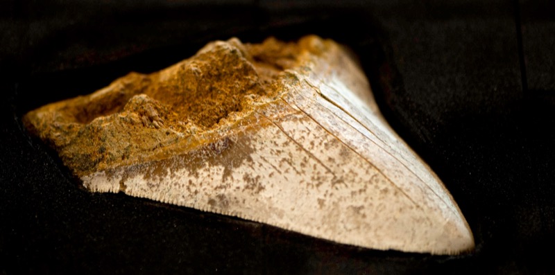 Samples of history