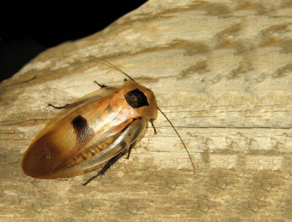 Cucaracha gigante canalera