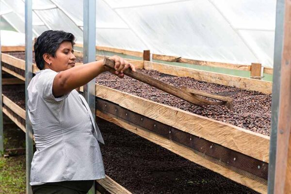 The coffee trade boom in the basin El auge del comercio del café en la cuenca