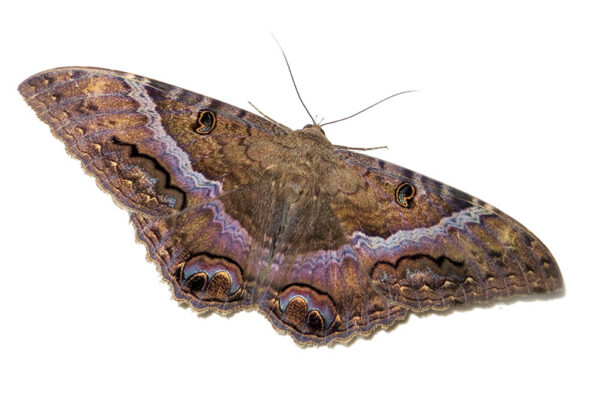 La Bruja Blanca y la Bruja Negra - Canal de Panamá - El Faro