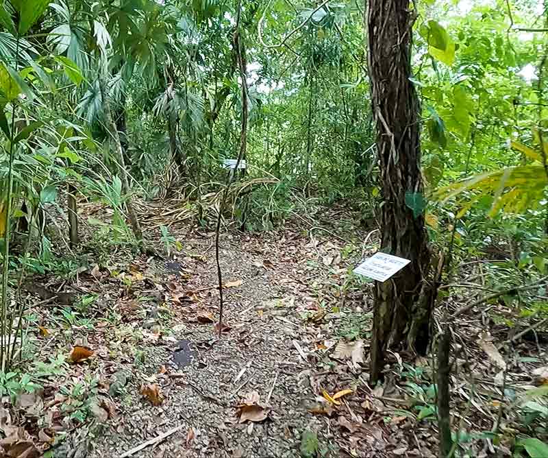 Renovación estratégica con un toque verde - El Faro - Canal de Panamá