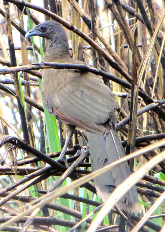 Chachalaca Cabecigris