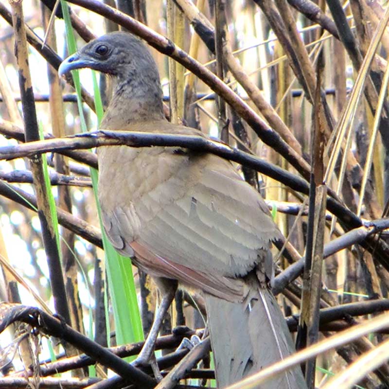Chachalaca Cabecigris