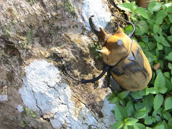 Megasoma elephas - El Faro - Canal de Panamá