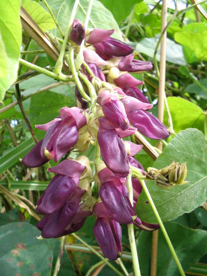 Flor de Picapica Picapica: de maleza fastidiosa a superfrijol