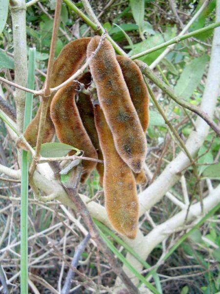 Picapica pod Picapica: de maleza fastidiosa a superfrijol