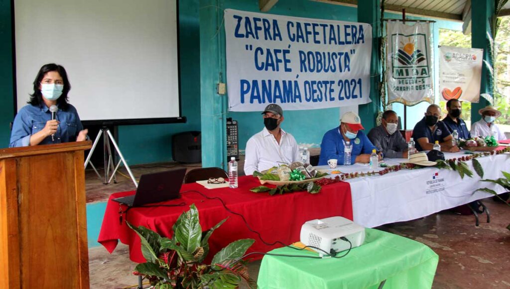 Inicia zafra de café en Capira