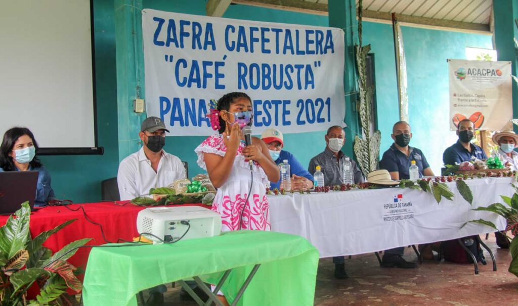 Inicia zafra de café en Capira