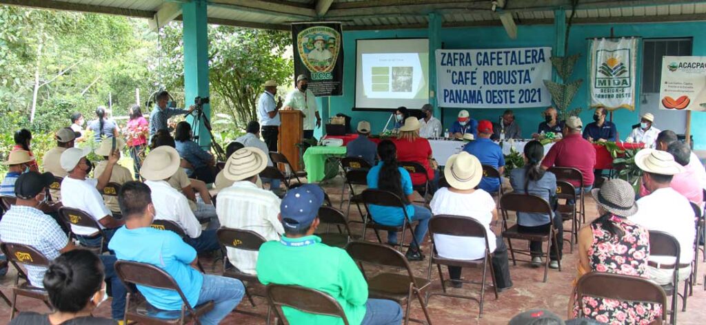 Inicia zafra de café en Capira