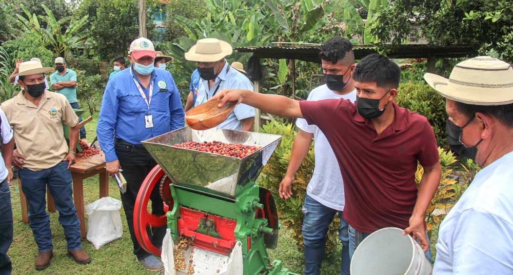 Inicia zafra de café en Capira