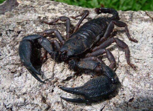Scorpions in the Canal areas Opisthacanthus elatus es una especie muy común en los bosques canaleros y a veces en las áreas de trabajo. Es color negro y su tamaño ronda los 8.5 centímetros. Su cuerpo grueso llama mucho la atención y es robusto, con dos enormes pinzas. Por su aspecto corpulento, se pensaría que es muy peligroso, pero su veneno tiene efecto moderado, según datos disponibles.