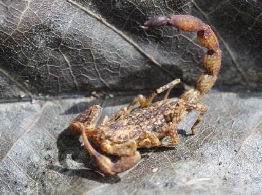 El género Tityus está relacionado con envenenamientos mortales en nuestro país. Existen varias especies, y su tamaño y coloración dependen de cada especie. Pueden tener de 3 a 10 centímetros de longitud. Su coloración es también muy variada, va del marrón claro hasta individuos totalmente negros. (ver casilla a la derecha)