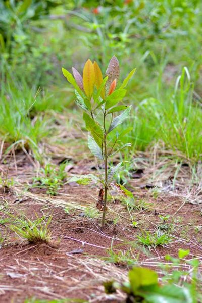 Reforestación, promesa de la ampliación del Canal
