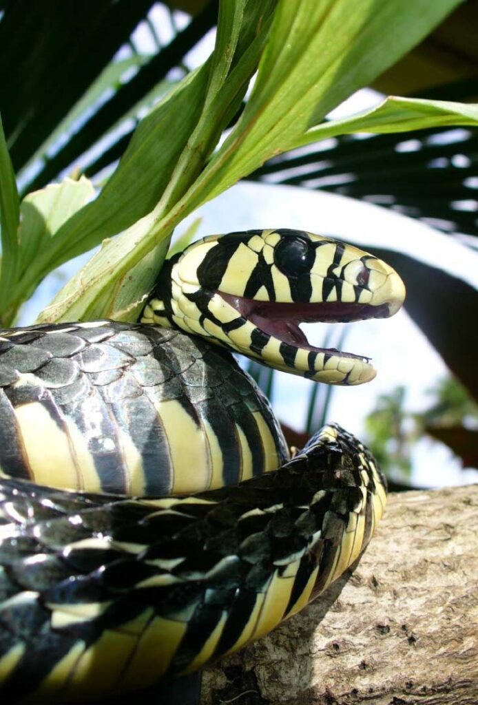 La culebra tigre
