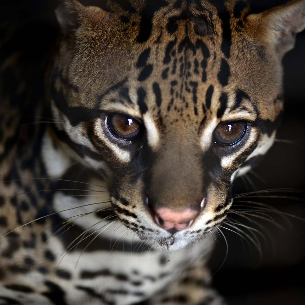 Ocelote - Revista El Faro - Canal de Panamá