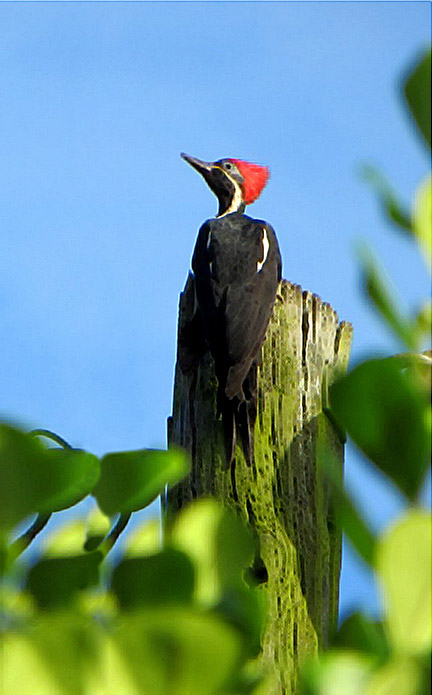 Pájaro Carpintero - Canal de Panamá