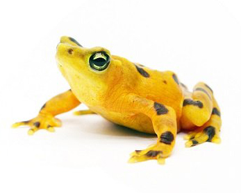 Rana Dorada