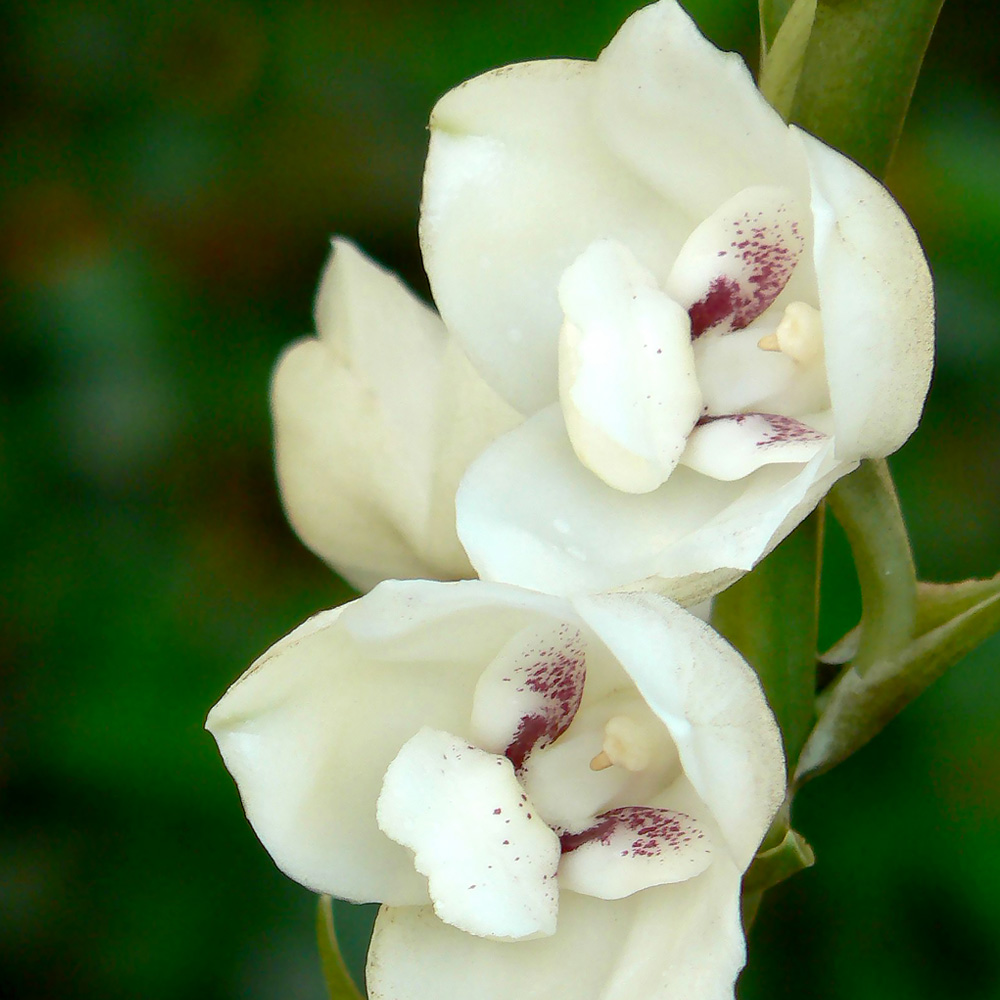 La Flor del Espíritu Santo - Revista El Faro - Canal de Panamá