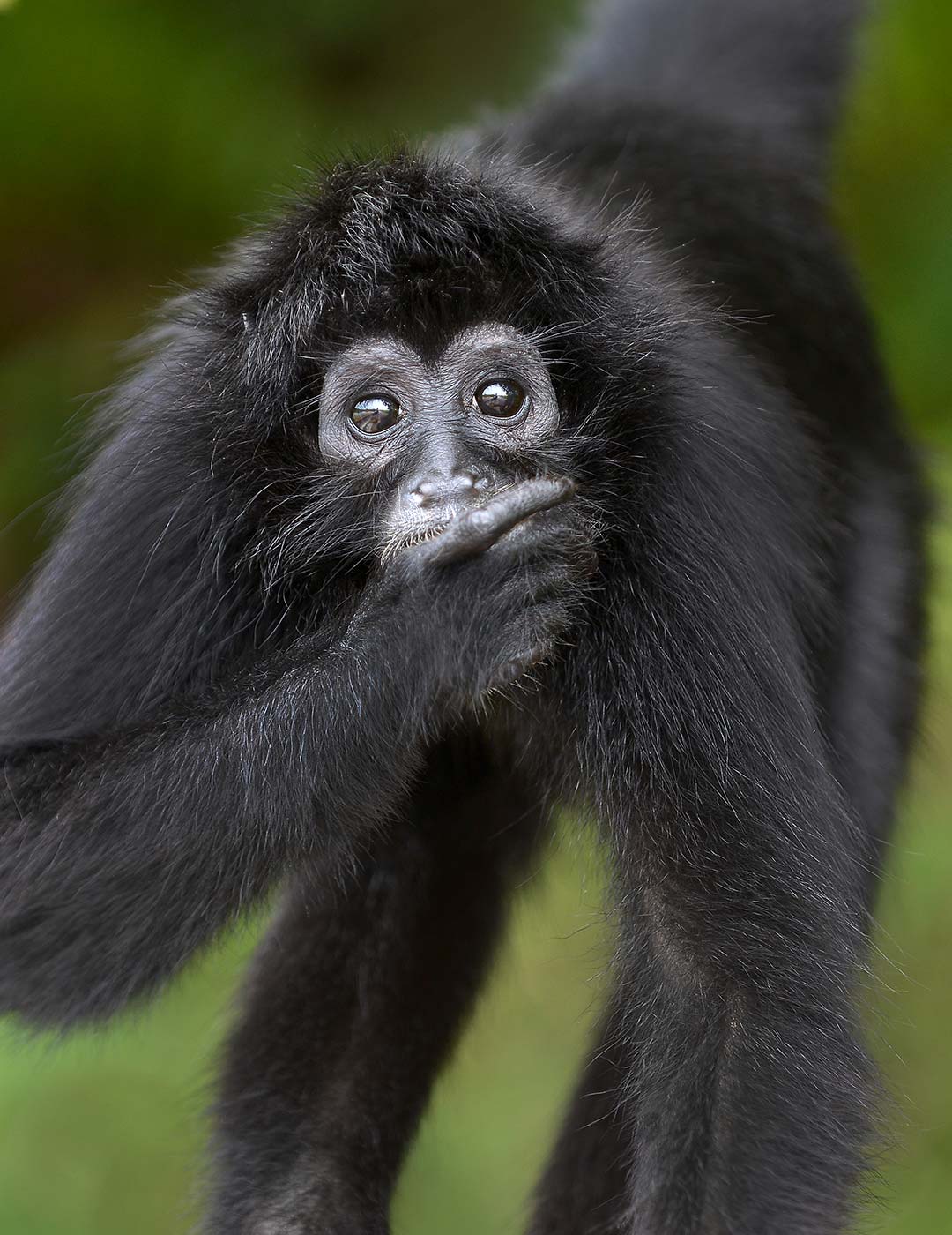 Mono araña - Canal de Panamá