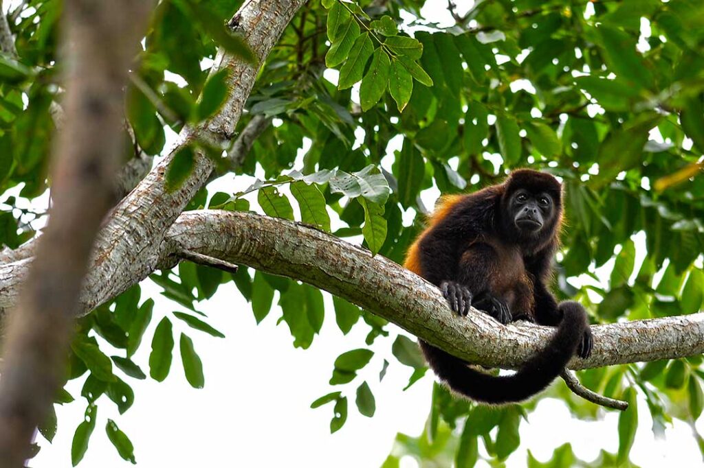 Mono Aullador - Revista El Faro - Canal de Panamá