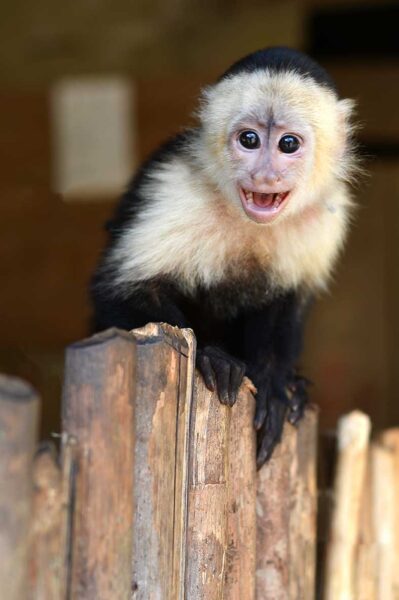 Mono Cariblanco - revista El Faro - Canal de Panamá