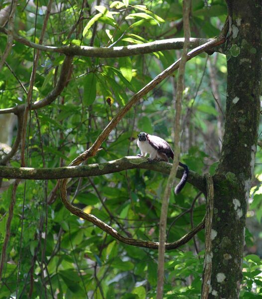 Mono Tití - Revista El Faro - Canal de Panamá