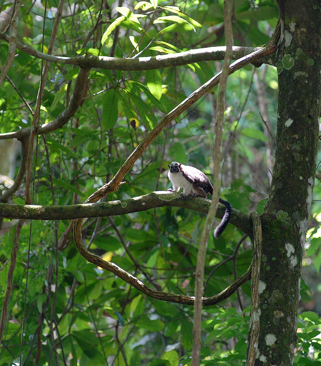 Mono Tití - Revista El Faro - Canal de Panamá