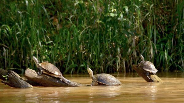 Jicoteas - Canal de Panamá