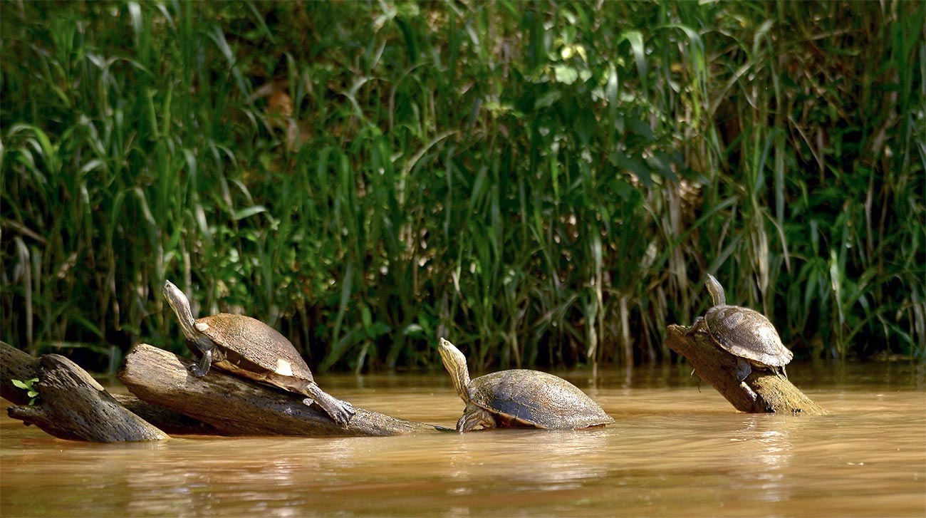 Jicoteas - Canal de Panamá