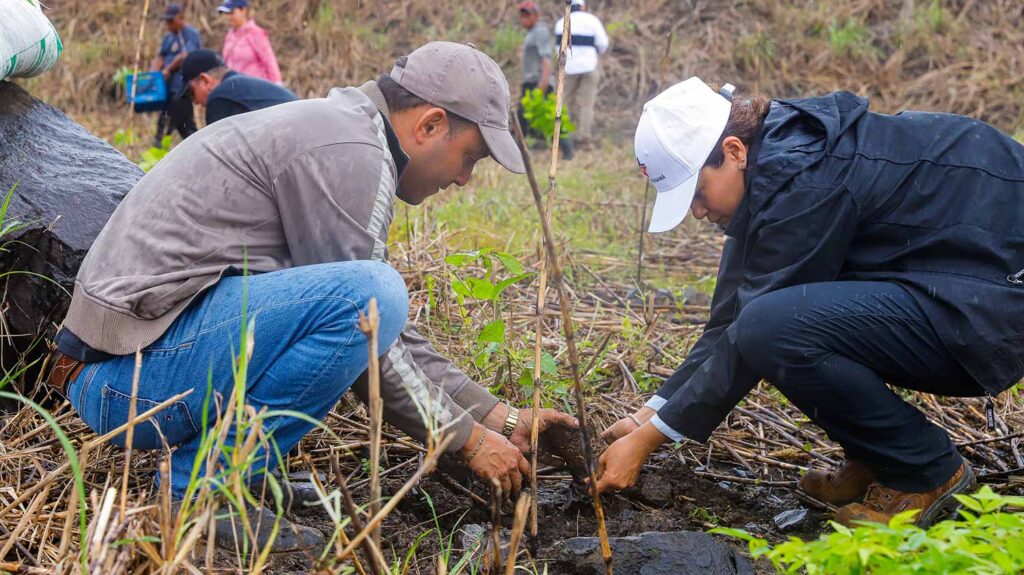 un grupo de canaleros reforestó la primera de las 60 hectáreas que se restaurarán en el sector de Cocolí, en el lado oeste la vía interoceánica