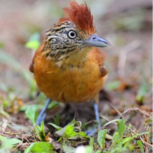 The barred antbird, a songbird