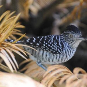 The barred antbird, a songbird