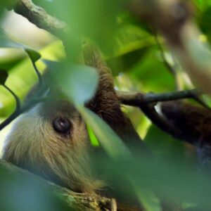 Programa de Protección y Vigilancia del Bosques - Canal de Panamá