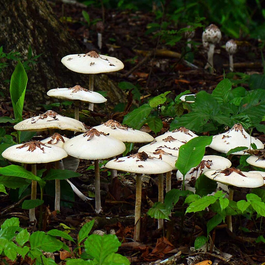 Reino Fungi - Canal de Panamá