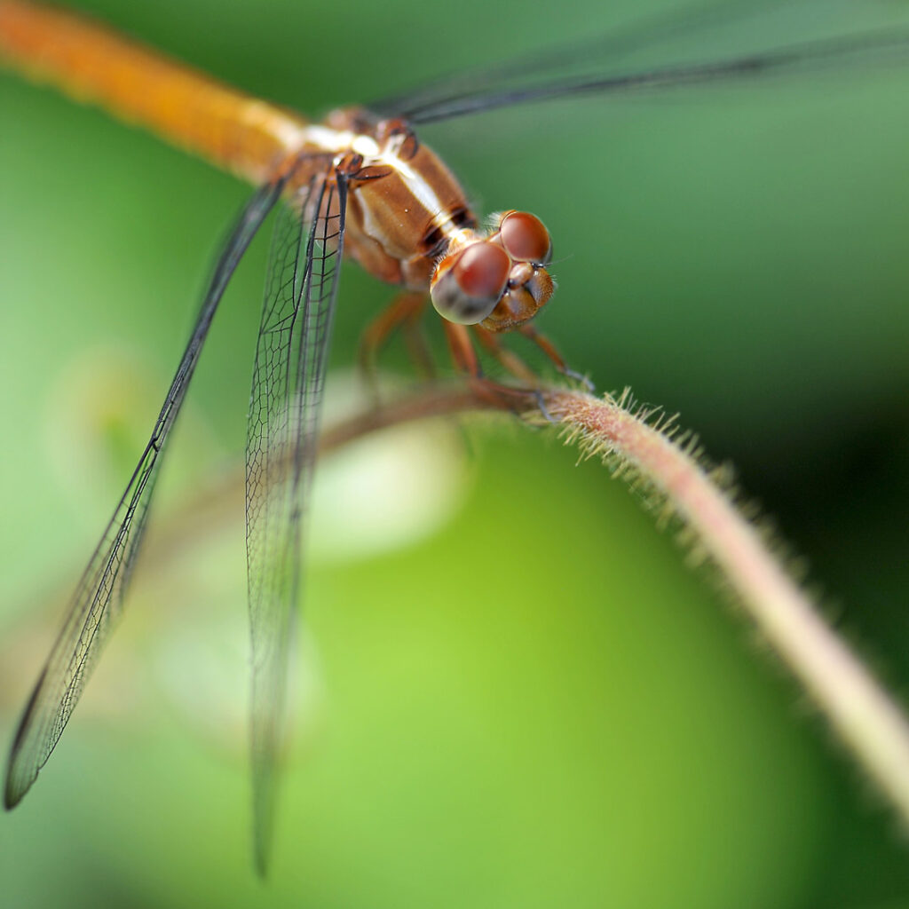 Libélulas y Caballitos del Diablo - Canal de Panamá
