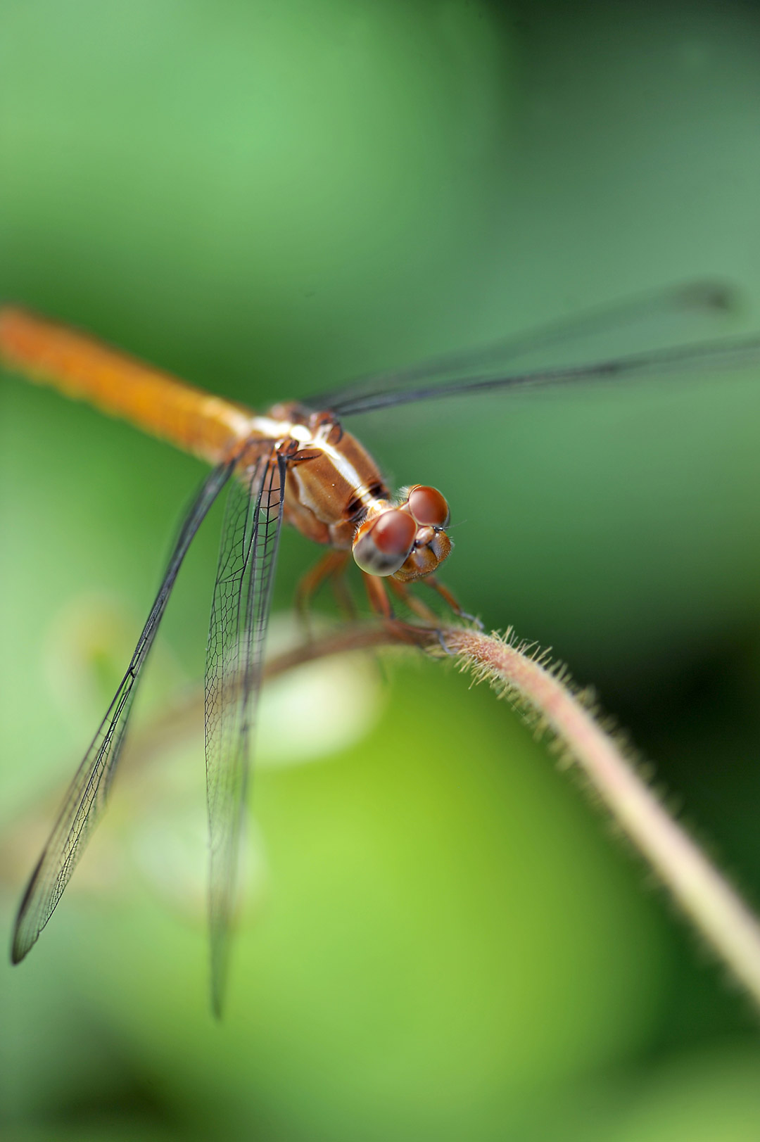 Libélulas y Caballitos del Diablo - Canal de Panamá
